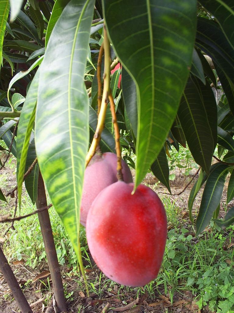 MANGO ARBOL